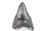 Fossil Megalodon Tooth (Polished Tip) - Georgia #151550-2